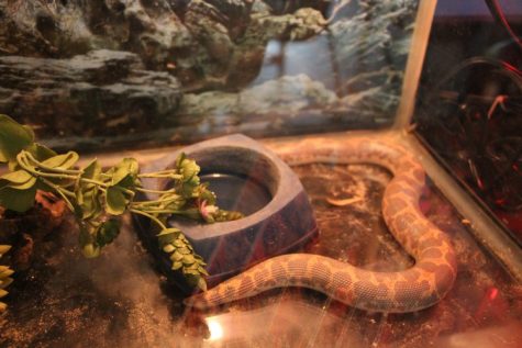 Cold Blooded Creatures To Be Held at Morgan June 8th