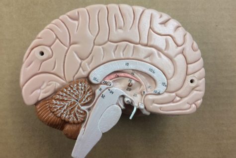 Ever Wondered: How Anxiety Affects the Brain?