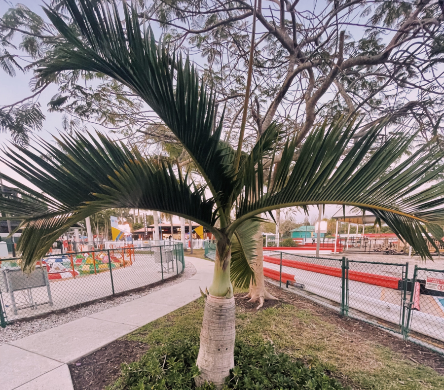 Palm+Tree