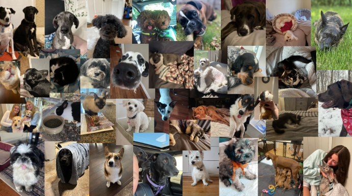 Collage of Pets at Morgan