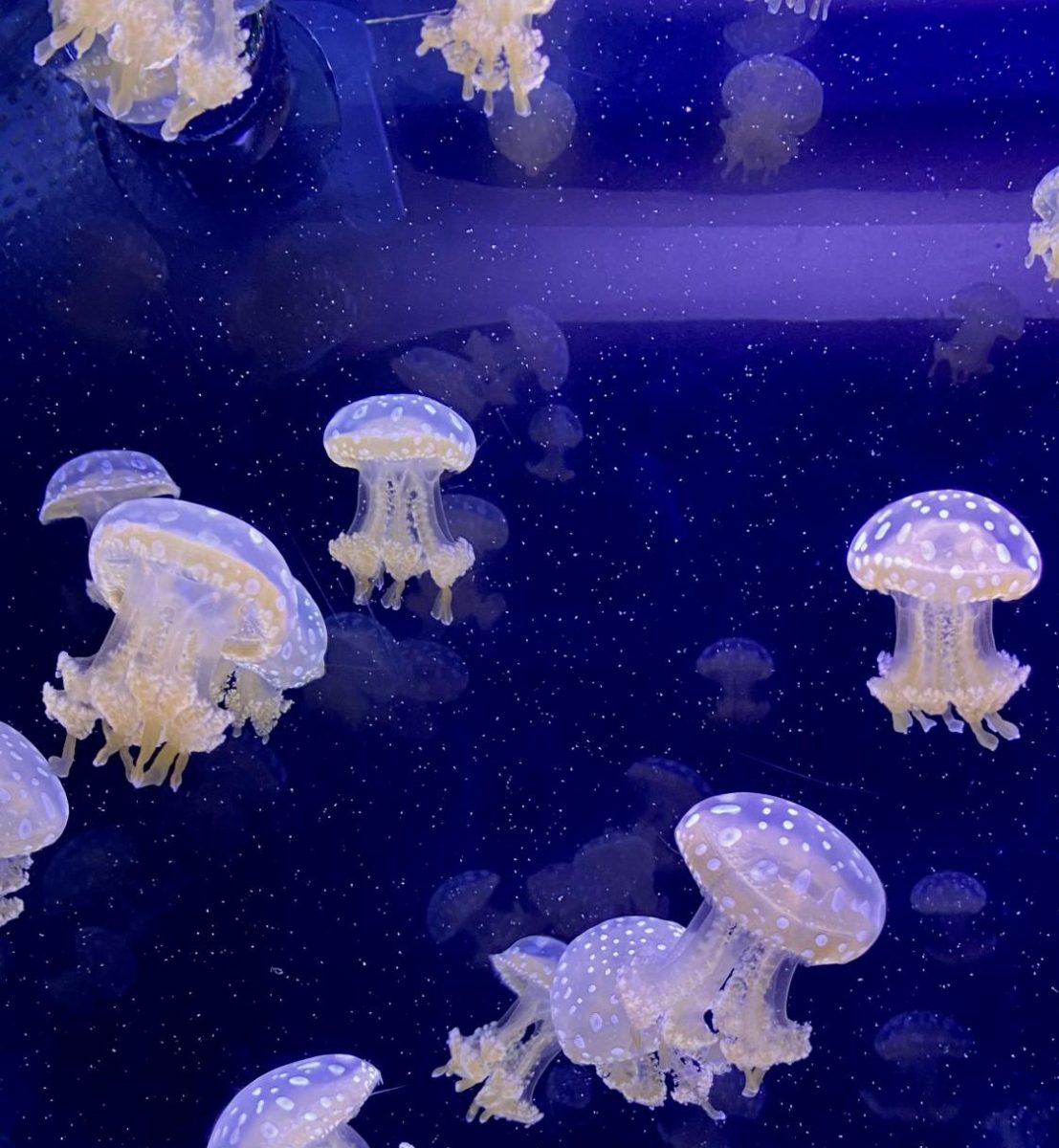 Jellyfish photographed in an aquarium in Sarasota, FL