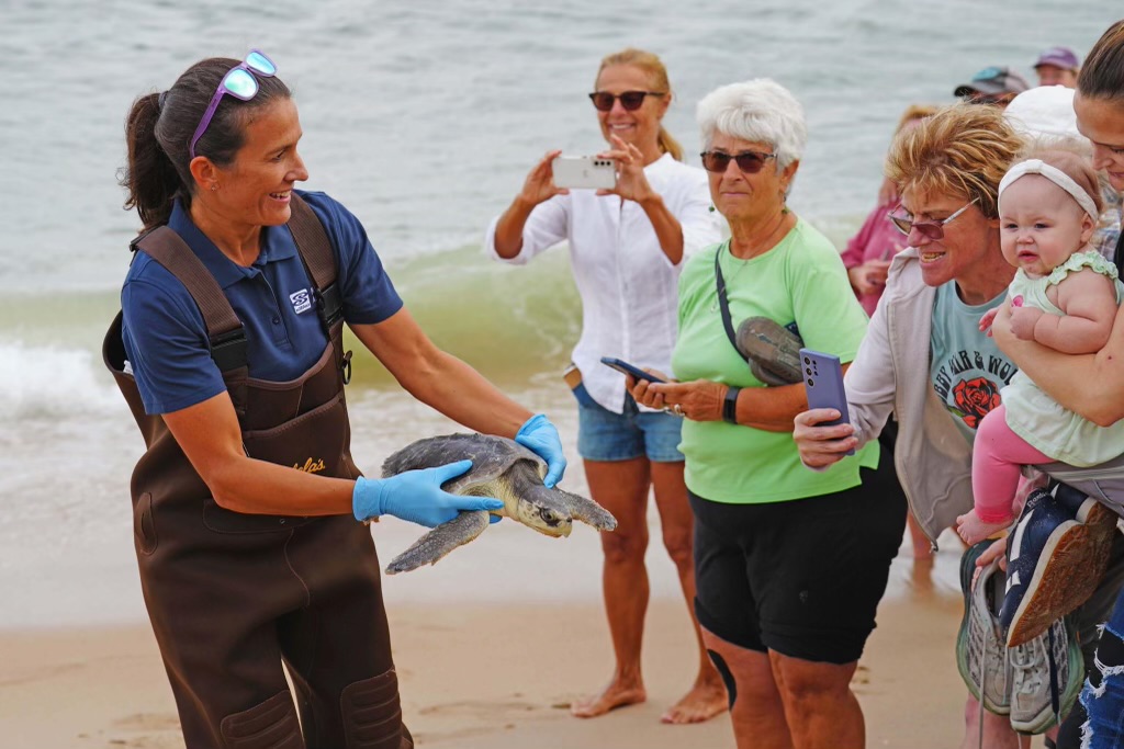 Ms. Mazzarella releasing a sea turtle into the water.