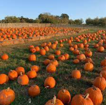 Bishop Orchards Pumpkin Patch