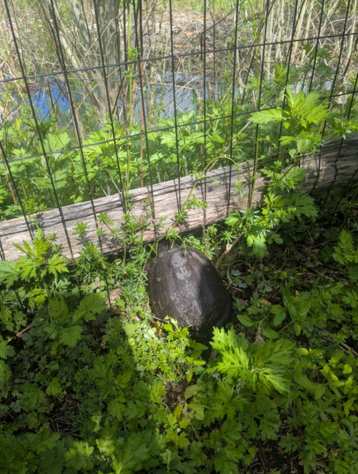 Snapping turtle stuck in fence