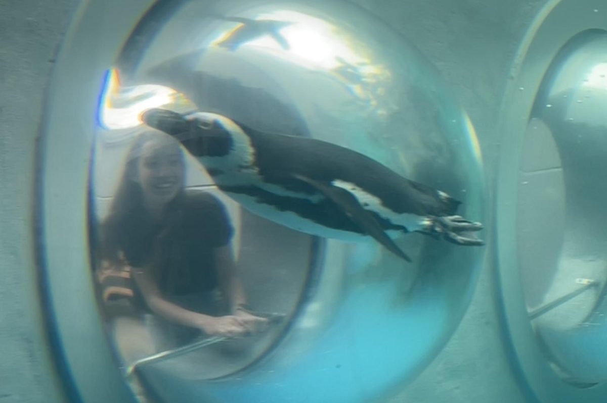 Freshman Mikyla Sobczak visiting the penguins at Mystic Aquarium